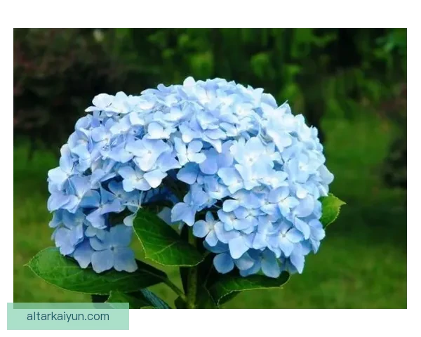 莱万多夫斯基达成300球里程碑，表现亮眼继续书写进球传奇